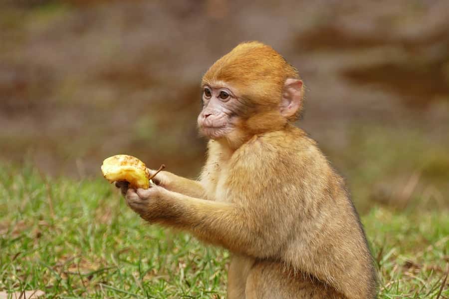 From Fez: Middle Atlas and Monkey Forest Day Trip - Tea with a family in a traditional cave