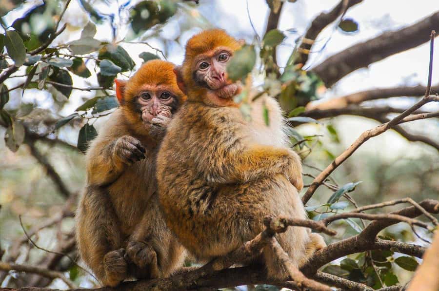 From Fez: Middle Atlas and Monkey Forest Day Trip - Ain Vital gives you a quick mountain viewpoint