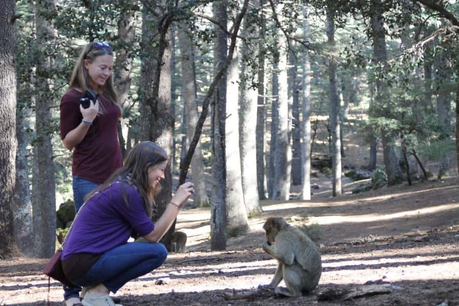 From Fez: Middle Atlas Day Trip with Ifrane National Park - Key points to know before booking