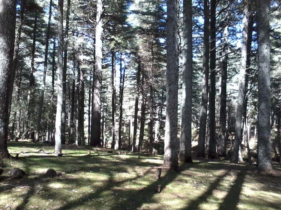 From Fez: Middle Atlas Day Trip with Ifrane National Park - Weather can change the character of the day