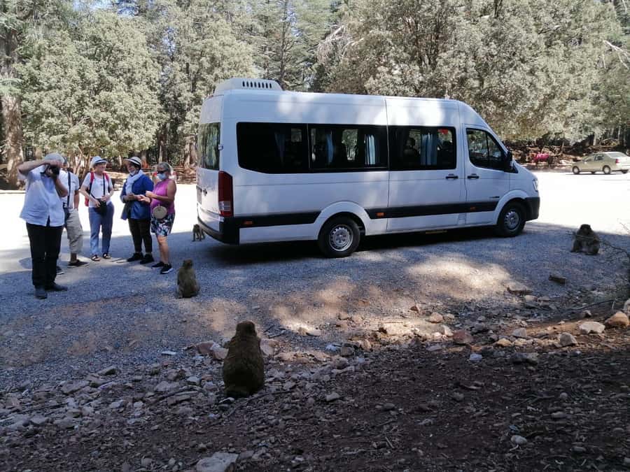 From Fez: Middle Atlas Day Trip with Ifrane National Park - Immouzar and the first look at Amazigh life
