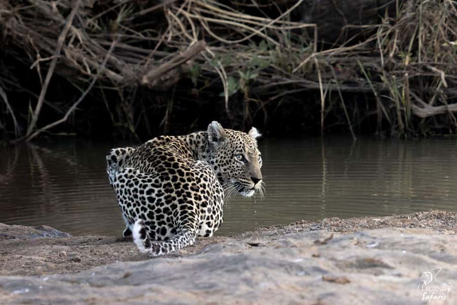 From Hazyview: Kruger National Park Full-Day Safari - Key points at a glance