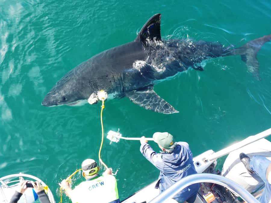From Hermanus: Cruise with Shark Cage Dive and Lunch - Key points before you book