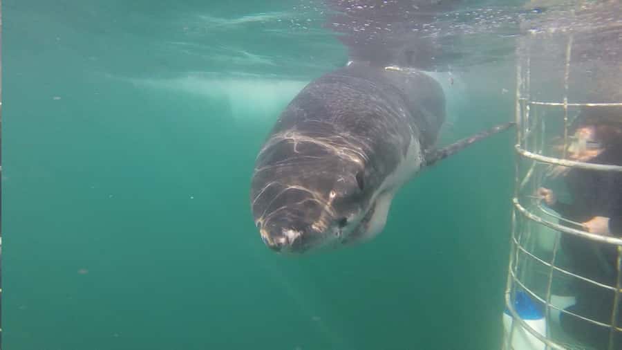 From Hermanus: Cruise with Shark Cage Dive and Lunch - Should you book the White Shark Ventures experience?