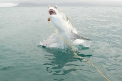 From Hermanus: Cruise with Shark Cage Dive and Lunch