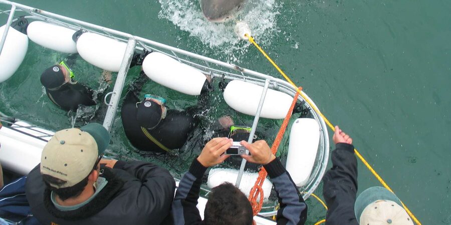 From Hermanus: Cruise with Shark Cage Dive and Lunch - The guide and marine-life briefing