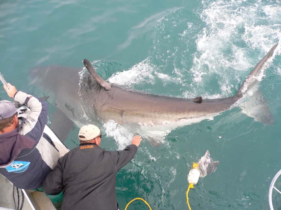 From Hermanus: Cruise with Shark Cage Dive and Lunch - Food, warmth, and the return to shore