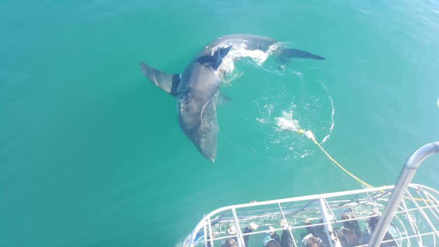 From Hermanus: Cruise with Shark Cage Dive and Lunch - How much time and money should you allow?
