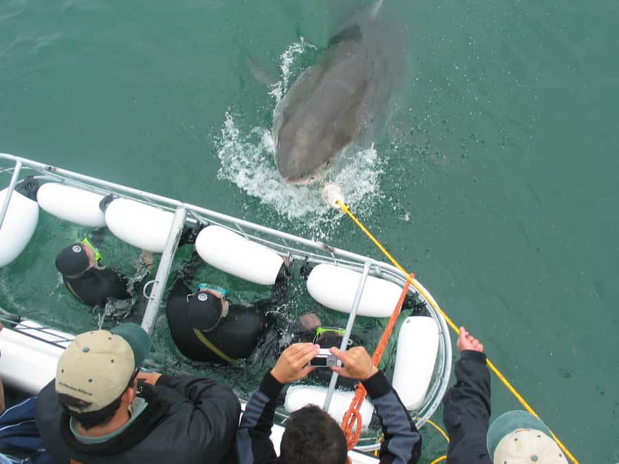 From Hermanus: Cruise with Shark Cage Dive and Lunch - Who will enjoy this most?