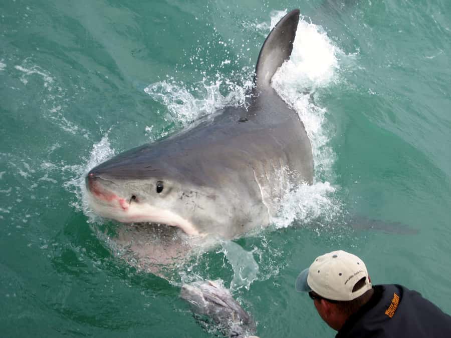 From Hermanus: Cruise with Shark Cage Dive and Lunch - Booking details that can save you trouble