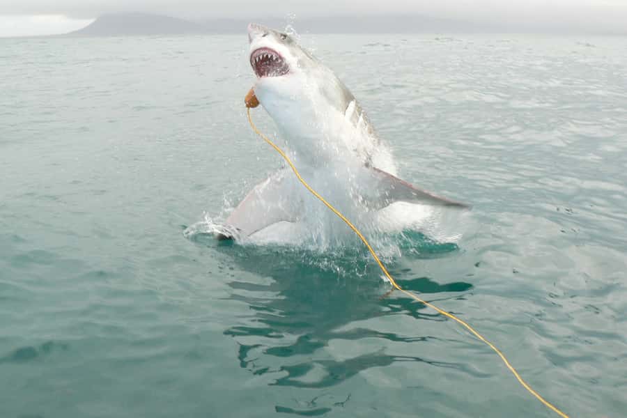 From Hermanus: Cruise with Shark Cage Dive and Lunch - Watching the sharks from Kleinbaai Harbour to Shark Alley