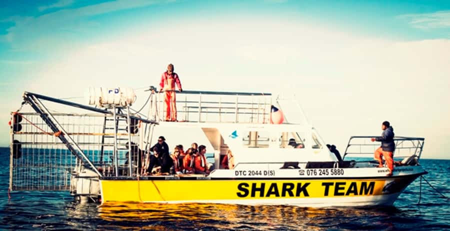 From Hermanus or Cape Town: Shark Cage Diving Experience - What you are really booking near Gansbaai