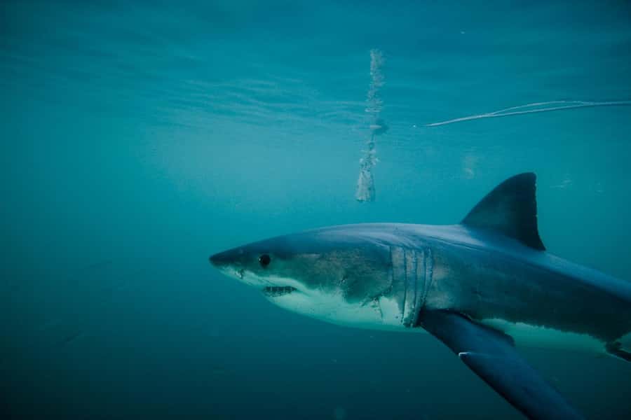 From Hermanus or Cape Town: Shark Cage Diving Experience - The short boat ride and the shark search