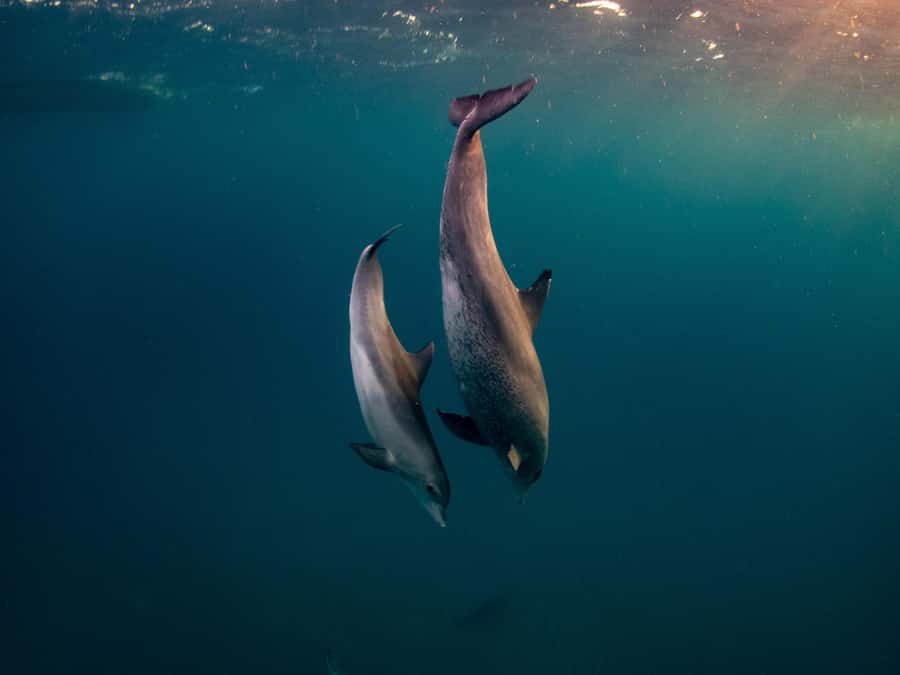 From Hurghada: Hula Hula Island Speedboat Tour with Dolphins - Snorkeling over Red Sea coral