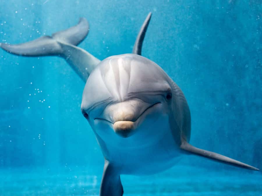 From Hurghada: Hula Hula Island Speedboat Tour with Dolphins - Crew, comfort, and the details that matter