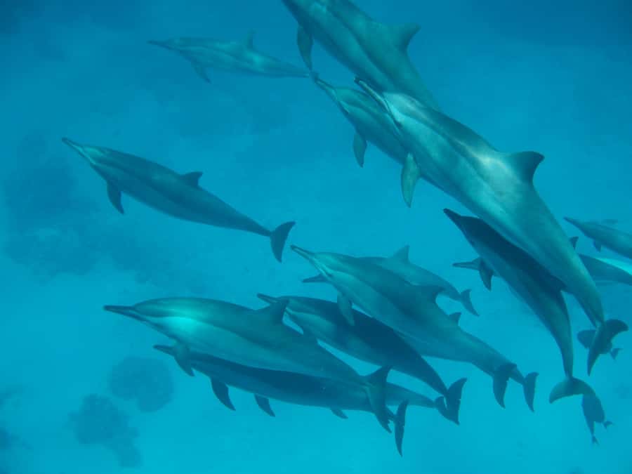 From Hurghada: Hula Hula Island Speedboat Tour with Dolphins - Setting out from Hurghada and the resort coast