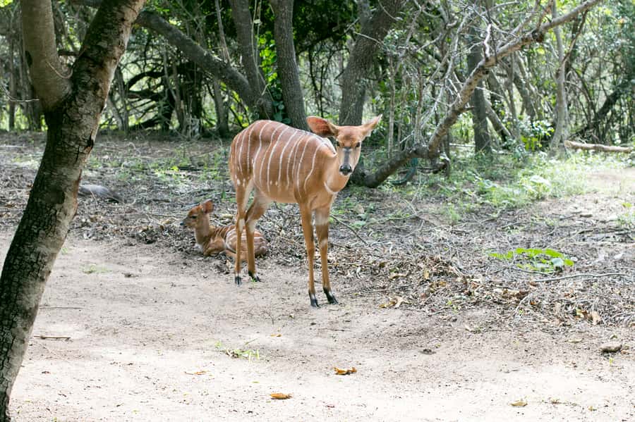 From Johannesburg: 3-Day Budget Tent Kruger Park Safari - Key points at a glance
