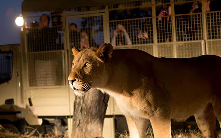 From Johannesburg: Lion & Safari Park Half-Day Tour - A quick safari without leaving Johannesburg far behind