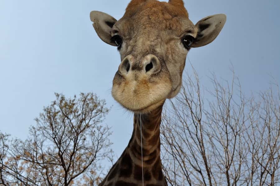 From Johannesburg: Lion & Safari Park Half-Day Tour - Practical details before you book