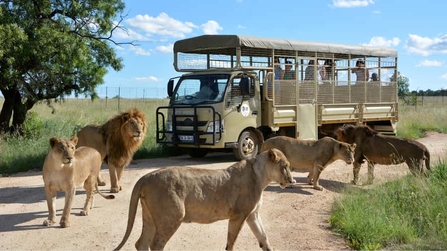 From Johannesburg: Lion & Safari Park Half-Day Tour - The 45-minute ride from Johannesburg