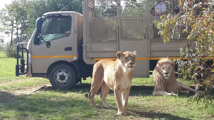 From Johannesburg: Lion & Safari Park Half-Day Tour - One hour in the open safari vehicle