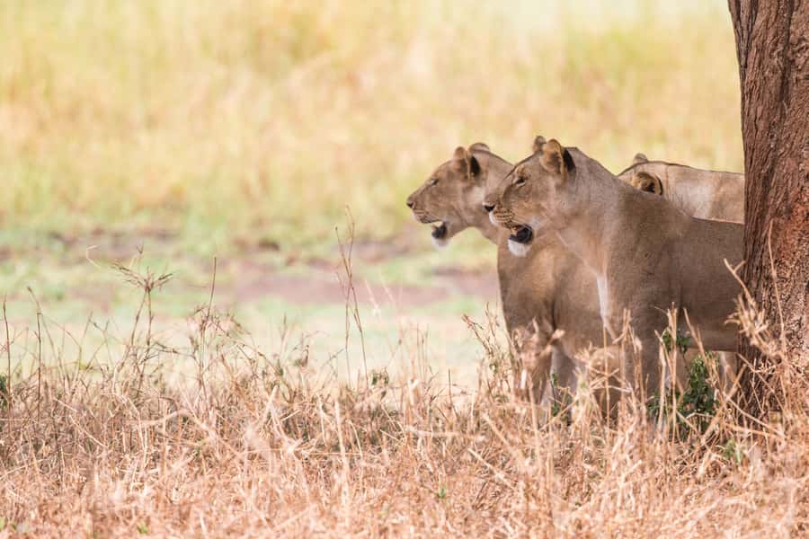 From Johannesburg: Lion & Safari Park Half-Day Tour - Feeding times and the best departure