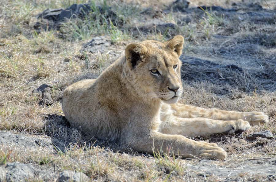 From Johannesburg: Lion & Safari Park Half-Day Tour - What the guides add to the hour