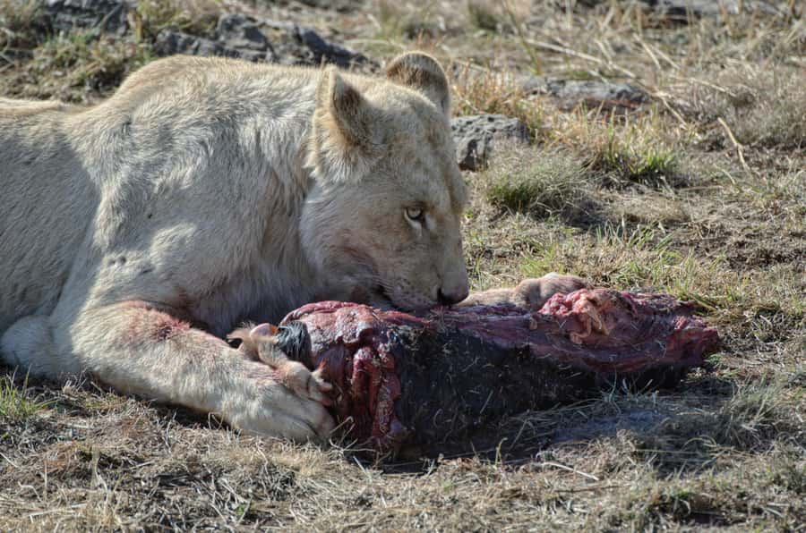 From Johannesburg: Lion & Safari Park Half-Day Tour - How close is close?
