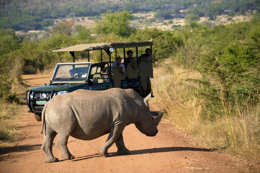 From Johannesburg: Pilanesberg Nature Reserve Game Safari - Key points to know before you book