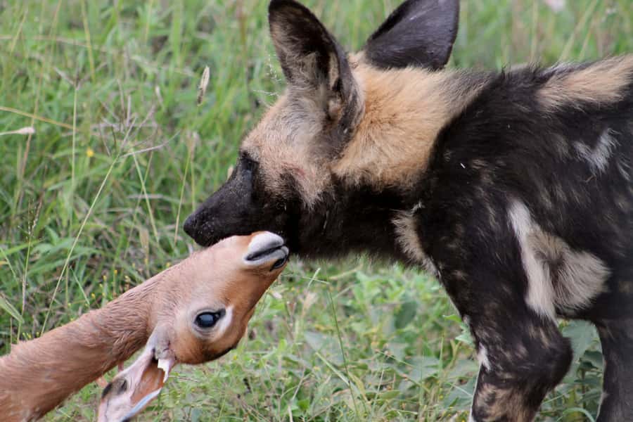 From Johannesburg: Pilanesberg Nature Reserve Game Safari - What you might see on the morning drive