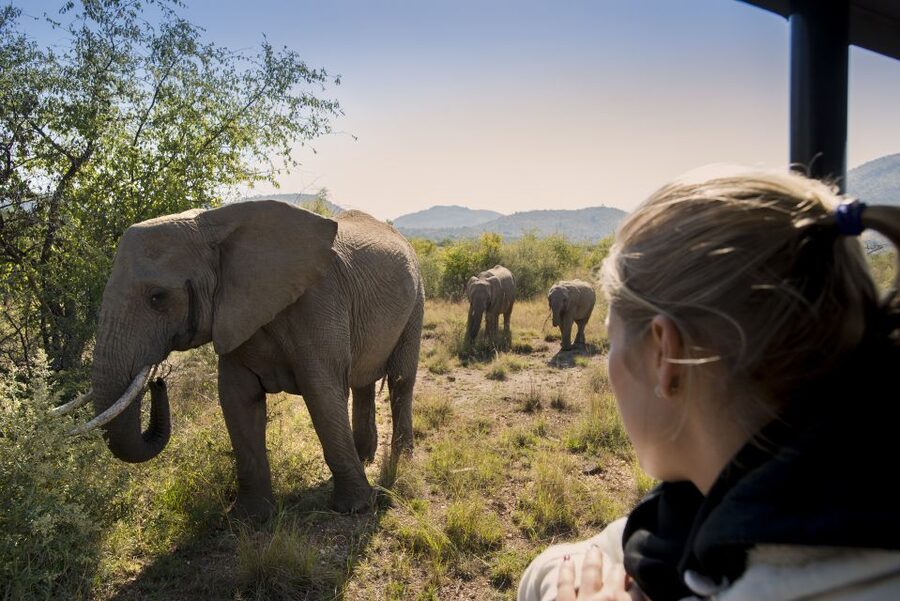 From Johannesburg: Pilanesberg Nature Reserve Game Safari - Lunch beside the reserve’s water holes