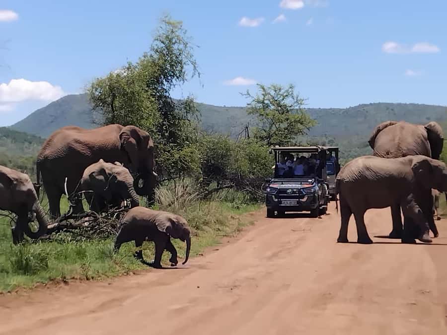 From Johannesburg: Pilanesberg Nature Reserve Game Safari - What the $186 price really includes