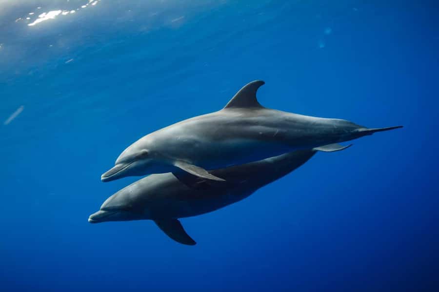 From Kendwa: Mnemba Boat Trip and Dolphin Snorkel Adventure - Leaving Mama Mia at 8:30 a.m.