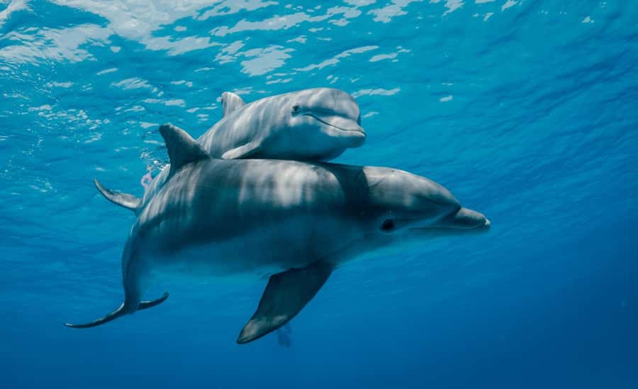 From Kendwa: Mnemba Boat Trip and Dolphin Snorkel Adventure - What the $50 price really covers