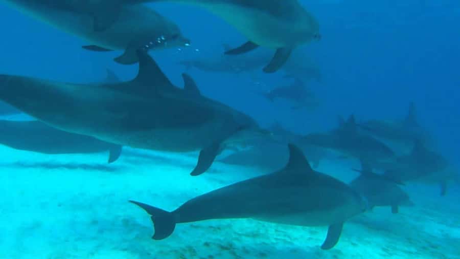 From Kendwa: Mnemba Boat Trip and Dolphin Snorkel Adventure - Who will enjoy this four-hour trip