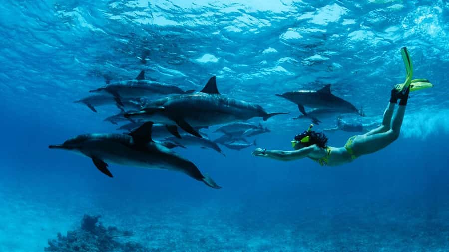 From Kendwa: Mnemba Boat Trip and Dolphin Snorkel Adventure - Swimming with dolphins in open water