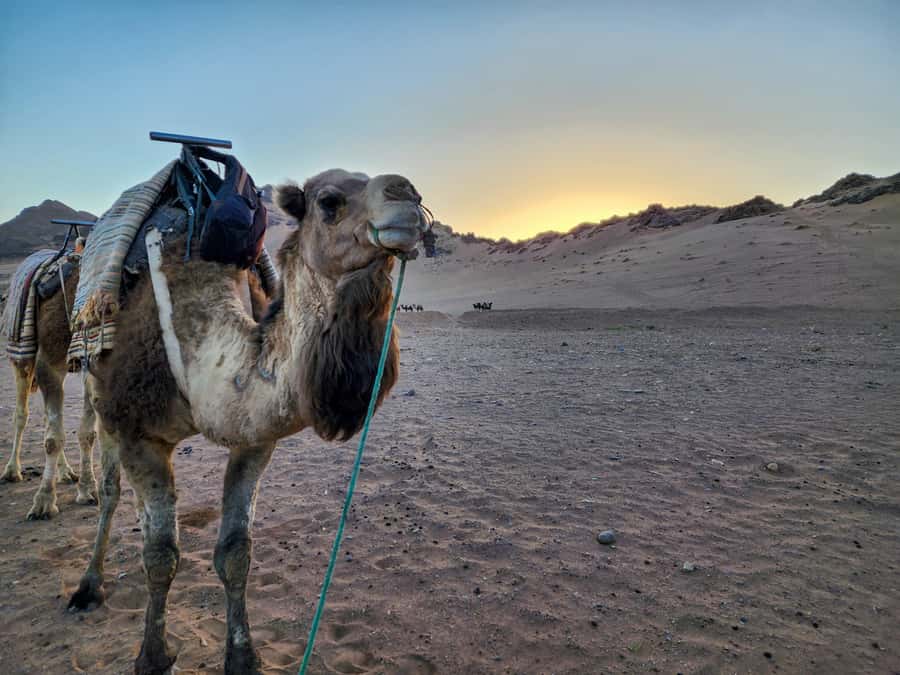 From Marrakech: 2-Days luxurious experience to Zagora Desert - Dinner, music, and a night under canvas