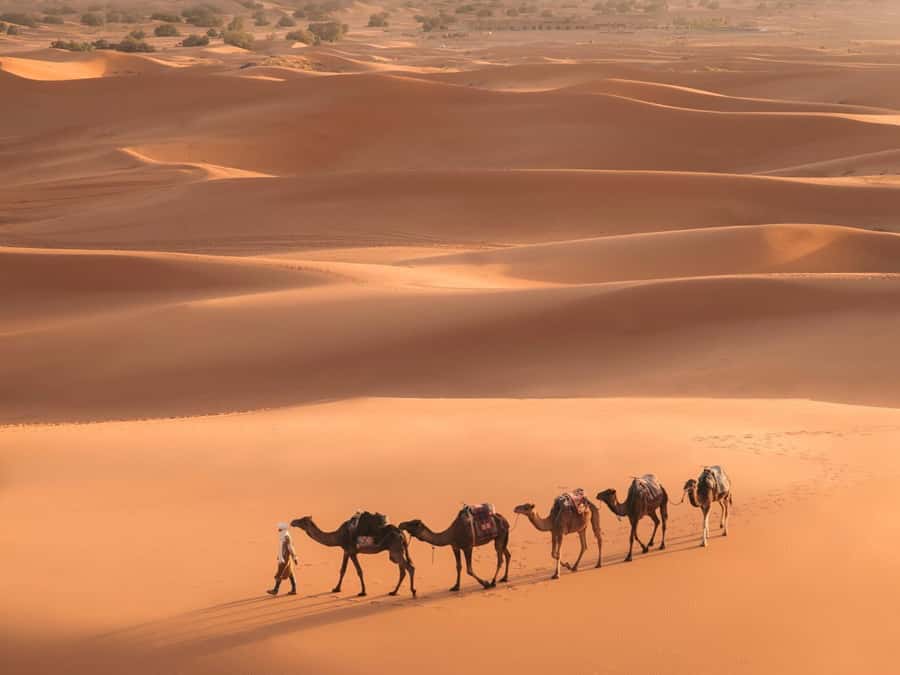 A camel train crossing the Merzouga dunes in late afternoon light