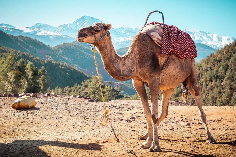 From Marrakech: Atlas Mountains Full-Day Hiking Trip w Lunch - Practical preparation for the mountain day