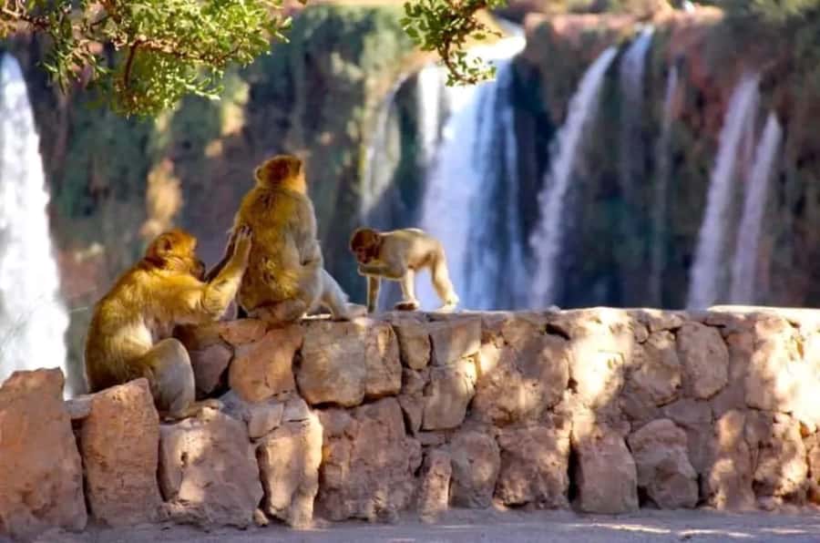 From Marrakech: Day Tour to Ouzoud Waterfalls - Key points to know before booking