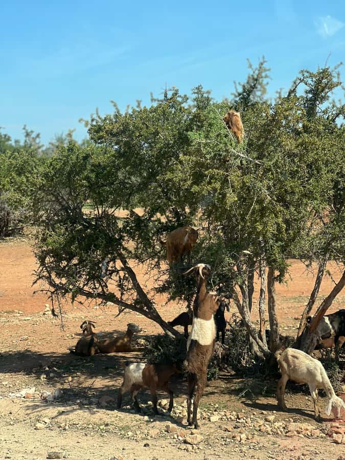 From Marrakech: Day Trip to Essaouira with Transfers - Why Essaouira makes a good escape from Marrakech