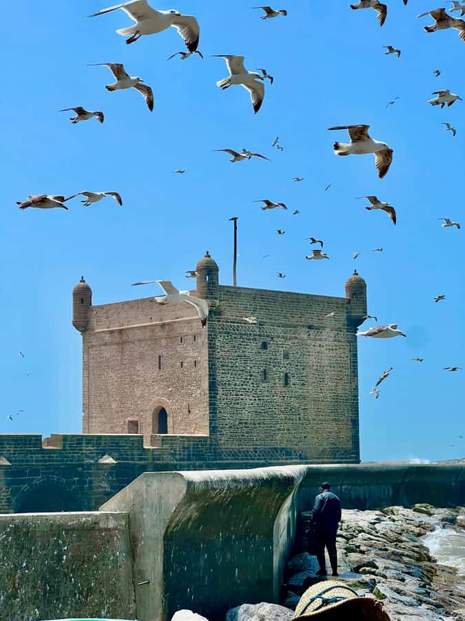 From Marrakech: Essaouira Coastal City Day Trip - What the transport and guiding are really worth