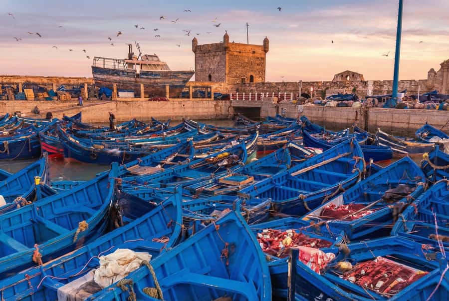 From Marrakech: Essaouira Coastal Escape with Lunch - A thoughtful stop at Cooperative D’Argan Marjana