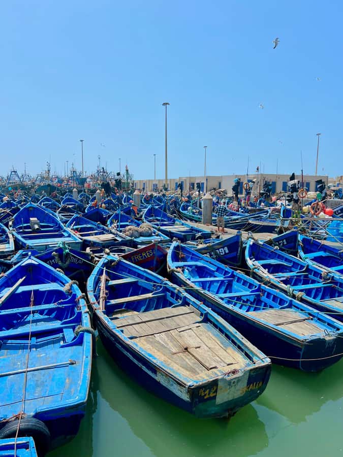 From Marrakech: Essaouira Day Trip with Hotel Pickup - The Goats in the Trees Question