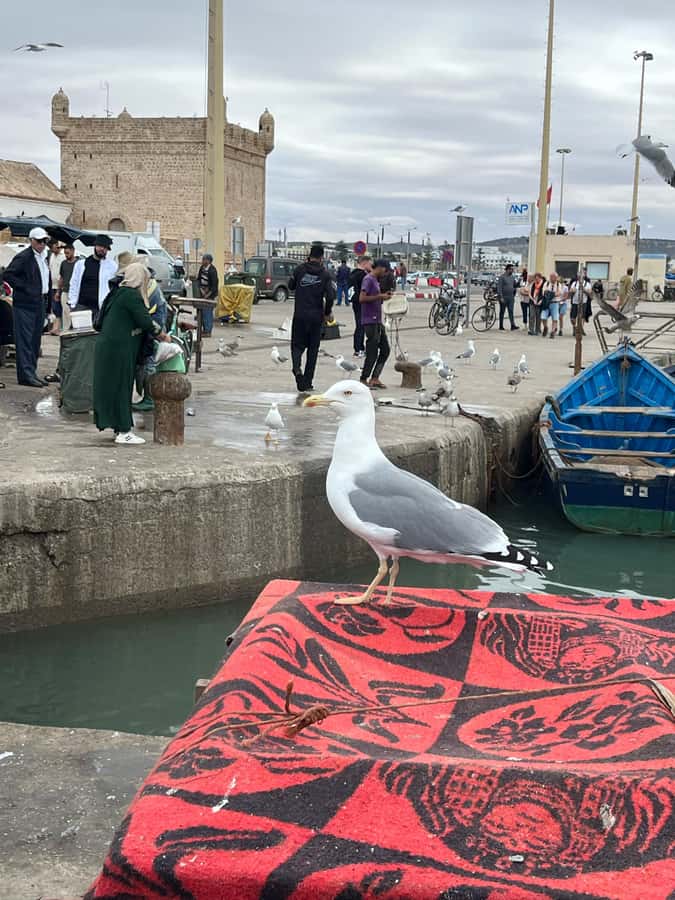 From Marrakech: Essaouira Day Trip with Hotel Pickup - Essaouira Beach and the Atlantic Wind