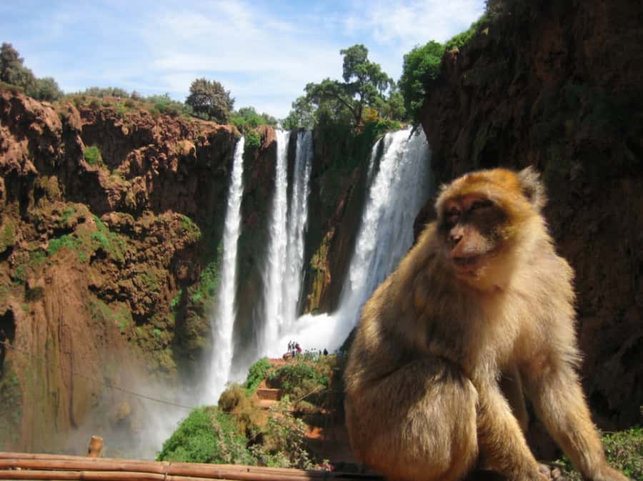 From Marrakech: Guided Ouzoud Waterfalls Tour with Boat Ride - Who will enjoy this day trip most