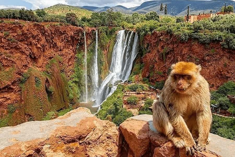 From Marrakech: Guided Ouzoud Waterfalls Tour with Boat Ride - Two coffee stops break up the road