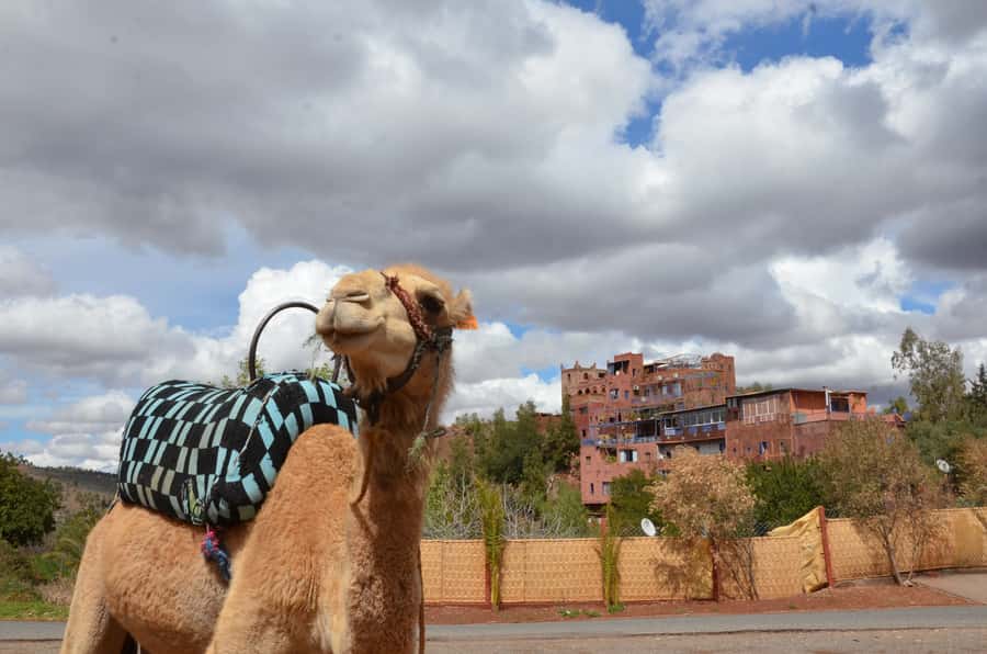 From Marrakech: Ourika Valley Day Trip with Lunch - How good is the value at $25?