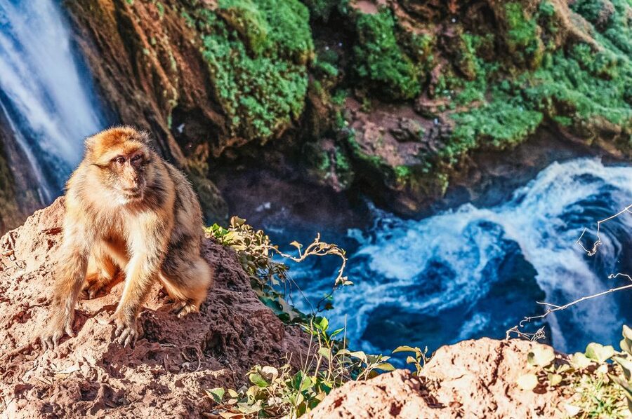 From Marrakech: Ouzoud Waterfalls Guided Hike and Boat Trip - Who should choose this day trip?