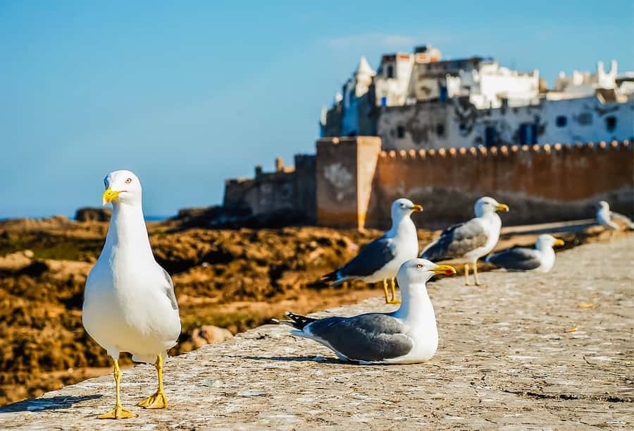 From Marrakesh: Essaouira Full-Day Trip - Finding the best parts of the medina